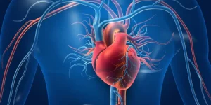 CAD image of the heart arteries and veins