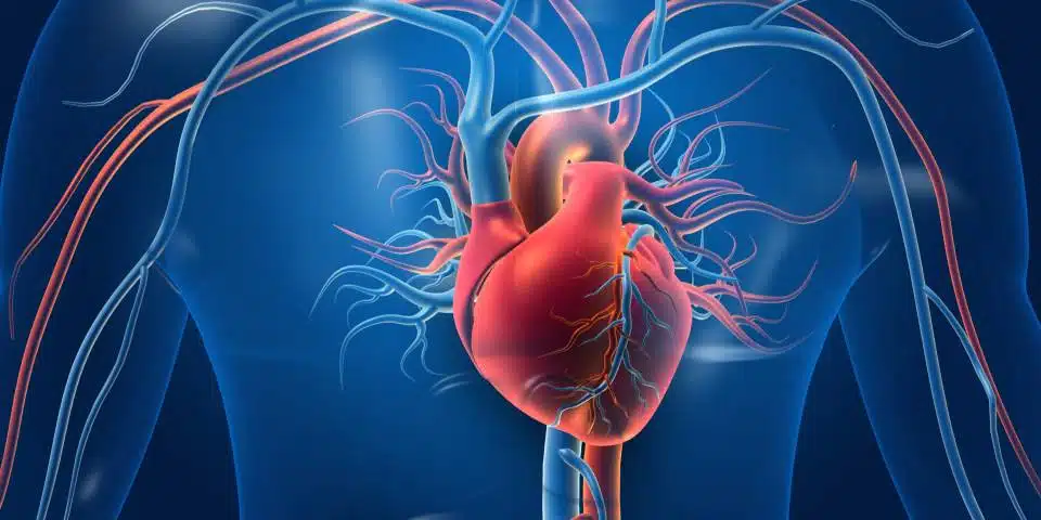 CAD image of the heart arteries and veins
