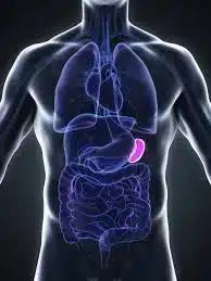 CAD image of the location of the Spleen