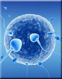 Male Infertility(Andro Package)