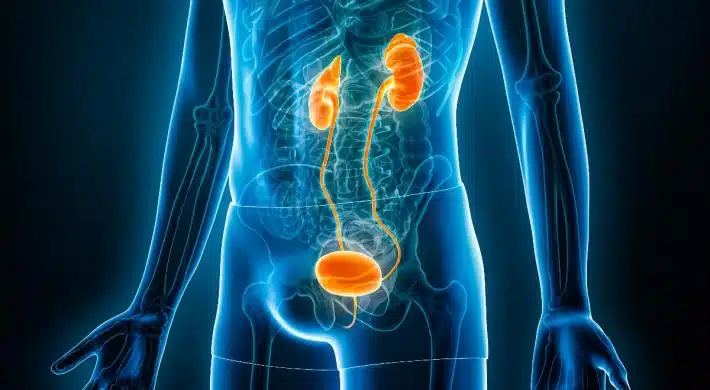 CAD image of the Bladder and Kidneys