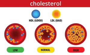 infographic explaining HDL and LDL