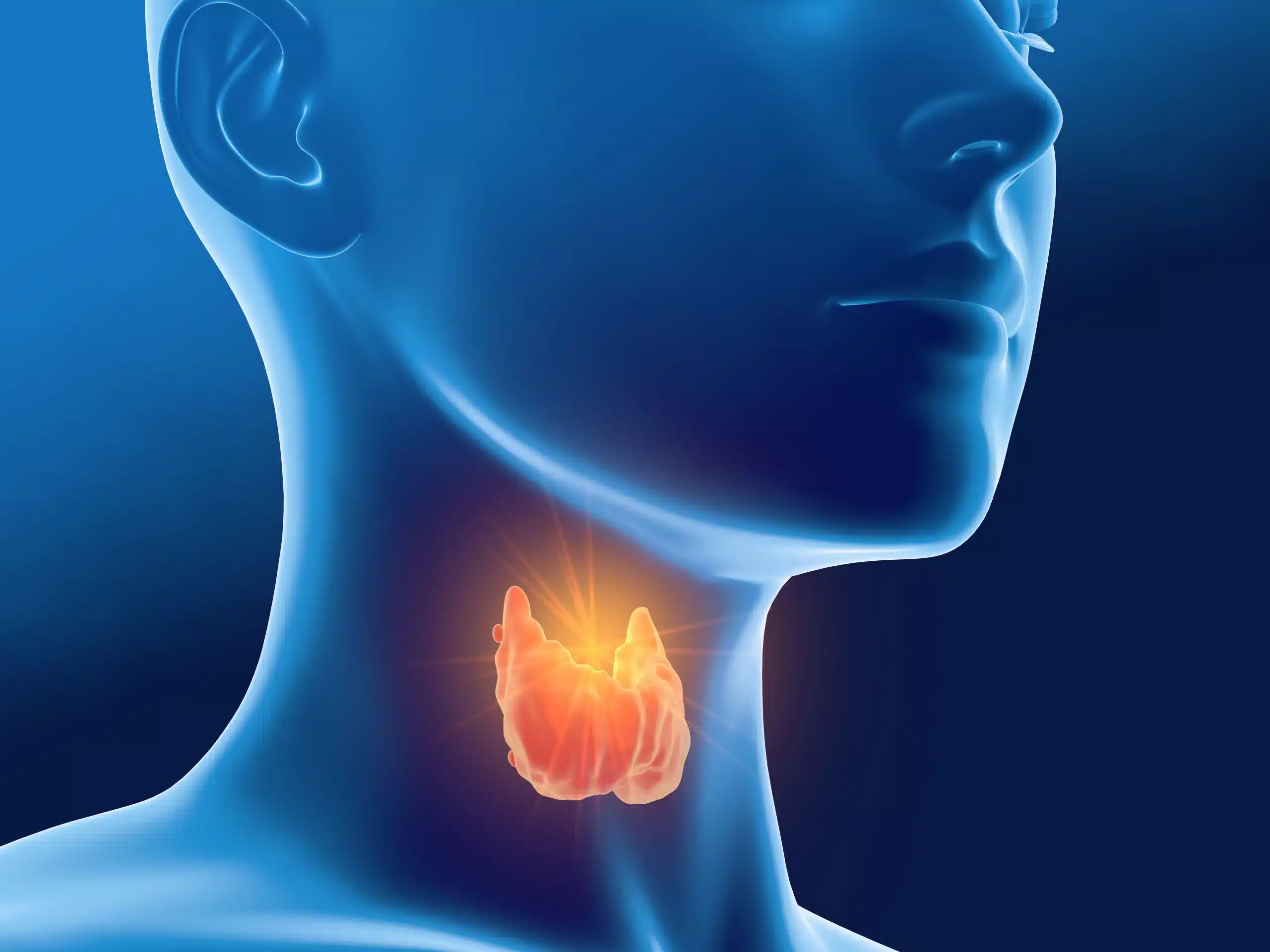 3D medical illustration of a glowing thyroid gland in the neck of a transparent human head profile on blue background